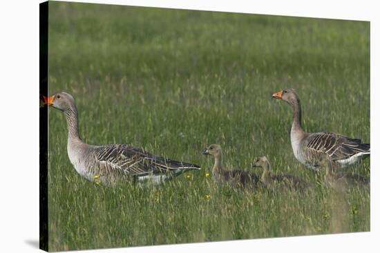 Greylag Goose (Anser Anser) Pair with Goslings, Texel, Netherlands, May 2009-Peltomäki-Stretched Canvas