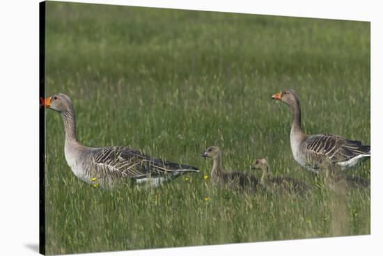 Greylag Goose (Anser Anser) Pair with Goslings, Texel, Netherlands, May 2009-Peltomäki-Stretched Canvas