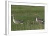 Greylag Goose (Anser Anser) Pair with Goslings, Texel, Netherlands, May 2009-Peltomäki-Framed Photographic Print