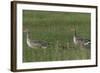 Greylag Goose (Anser Anser) Pair with Goslings, Texel, Netherlands, May 2009-Peltomäki-Framed Photographic Print