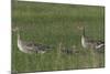 Greylag Goose (Anser Anser) Pair with Goslings, Texel, Netherlands, May 2009-Peltomäki-Mounted Photographic Print