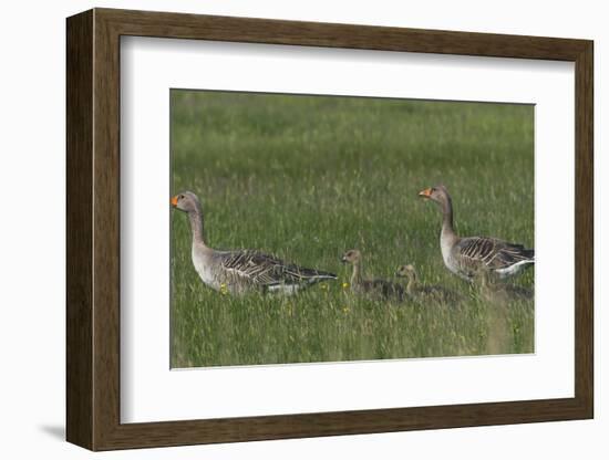 Greylag Goose (Anser Anser) Pair with Goslings, Texel, Netherlands, May 2009-Peltomäki-Framed Photographic Print