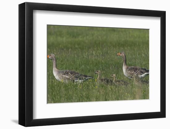 Greylag Goose (Anser Anser) Pair with Goslings, Texel, Netherlands, May 2009-Peltomäki-Framed Photographic Print