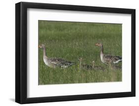 Greylag Goose (Anser Anser) Pair with Goslings, Texel, Netherlands, May 2009-Peltomäki-Framed Photographic Print