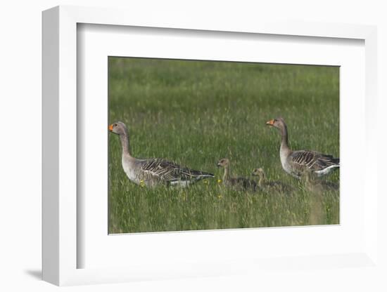 Greylag Goose (Anser Anser) Pair with Goslings, Texel, Netherlands, May 2009-Peltomäki-Framed Photographic Print