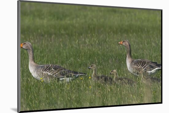 Greylag Goose (Anser Anser) Pair with Goslings, Texel, Netherlands, May 2009-Peltomäki-Mounted Photographic Print