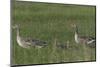 Greylag Goose (Anser Anser) Pair with Goslings, Texel, Netherlands, May 2009-Peltomäki-Mounted Photographic Print