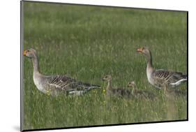 Greylag Goose (Anser Anser) Pair with Goslings, Texel, Netherlands, May 2009-Peltomäki-Mounted Photographic Print