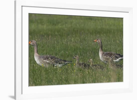 Greylag Goose (Anser Anser) Pair with Goslings, Texel, Netherlands, May 2009-Peltomäki-Framed Photographic Print