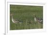 Greylag Goose (Anser Anser) Pair with Goslings, Texel, Netherlands, May 2009-Peltomäki-Framed Photographic Print