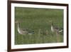 Greylag Goose (Anser Anser) Pair with Goslings, Texel, Netherlands, May 2009-Peltomäki-Framed Photographic Print