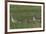 Greylag Goose (Anser Anser) Pair with Goslings, Texel, Netherlands, May 2009-Peltomäki-Framed Photographic Print