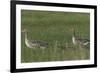 Greylag Goose (Anser Anser) Pair with Goslings, Texel, Netherlands, May 2009-Peltomäki-Framed Photographic Print