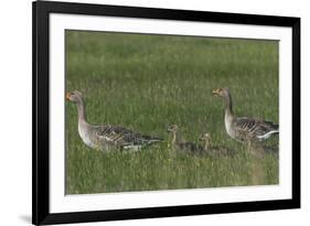 Greylag Goose (Anser Anser) Pair with Goslings, Texel, Netherlands, May 2009-Peltomäki-Framed Photographic Print