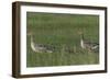 Greylag Goose (Anser Anser) Pair with Goslings, Texel, Netherlands, May 2009-Peltomäki-Framed Photographic Print