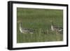 Greylag Goose (Anser Anser) Pair with Goslings, Texel, Netherlands, May 2009-Peltomäki-Framed Photographic Print