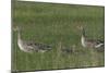 Greylag Goose (Anser Anser) Pair with Goslings, Texel, Netherlands, May 2009-Peltomäki-Mounted Photographic Print