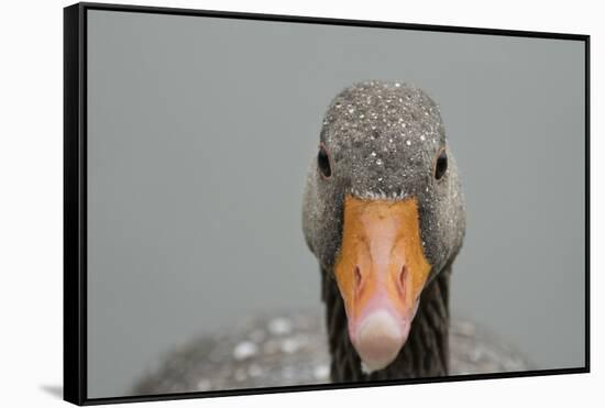 Greylag goose (Anser anser), United Kingdom, Europe-Janette Hill-Framed Stretched Canvas