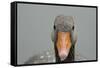 Greylag goose (Anser anser), United Kingdom, Europe-Janette Hill-Framed Stretched Canvas