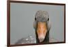 Greylag goose (Anser anser), United Kingdom, Europe-Janette Hill-Framed Photographic Print