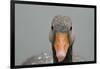 Greylag goose (Anser anser), United Kingdom, Europe-Janette Hill-Framed Photographic Print