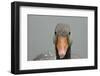 Greylag goose (Anser anser), United Kingdom, Europe-Janette Hill-Framed Photographic Print