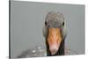 Greylag goose (Anser anser), United Kingdom, Europe-Janette Hill-Stretched Canvas