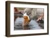 Greylag goose drinking water from puddle, Victoria, Australia-Doug Gimesy-Framed Photographic Print