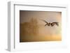 Greylag Goose, Fly-Reiner Bernhardt-Framed Photographic Print