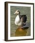 Greylag Goose Front View-Dorothy Berry-Lound-Framed Giclee Print