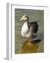 Greylag Goose Front View-Dorothy Berry-Lound-Framed Giclee Print