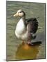 Greylag Goose Front View-Dorothy Berry-Lound-Mounted Giclee Print