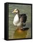 Greylag Goose Front View-Dorothy Berry-Lound-Framed Stretched Canvas