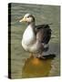 Greylag Goose Front View-Dorothy Berry-Lound-Stretched Canvas