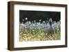 Greylag Goose. Germany, Bavaria, Munich-Martin Zwick-Framed Photographic Print