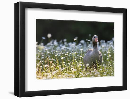 Greylag Goose. Germany, Bavaria, Munich-Martin Zwick-Framed Photographic Print