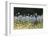 Greylag Goose. Germany, Bavaria, Munich-Martin Zwick-Framed Photographic Print