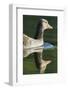 Greylag Goose. Germany, Bavaria, Munich-Martin Zwick-Framed Photographic Print