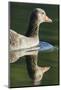 Greylag Goose. Germany, Bavaria, Munich-Martin Zwick-Mounted Photographic Print