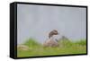 Greylag Goose in Fields, Goslings near By, Iceland-Arctic-Images-Framed Stretched Canvas