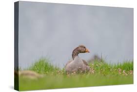 Greylag Goose in Fields, Goslings near By, Iceland-Arctic-Images-Stretched Canvas