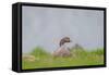 Greylag Goose in Fields, Goslings near By, Iceland-Arctic-Images-Framed Stretched Canvas