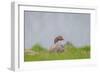 Greylag Goose in Fields, Goslings near By, Iceland-Arctic-Images-Framed Premium Photographic Print