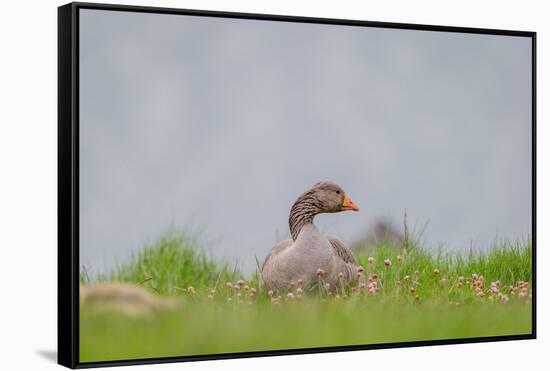 Greylag Goose in Fields, Goslings near By, Iceland-Arctic-Images-Framed Stretched Canvas