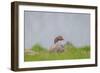 Greylag Goose in Fields, Goslings near By, Iceland-Arctic-Images-Framed Photographic Print