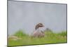 Greylag Goose in Fields, Goslings near By, Iceland-Arctic-Images-Mounted Photographic Print