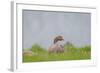 Greylag Goose in Fields, Goslings near By, Iceland-Arctic-Images-Framed Photographic Print