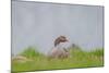 Greylag Goose in Fields, Goslings near By, Iceland-Arctic-Images-Mounted Photographic Print