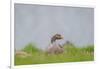 Greylag Goose in Fields, Goslings near By, Iceland-Arctic-Images-Framed Photographic Print