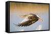 Greylag Goose in Flight-null-Framed Stretched Canvas